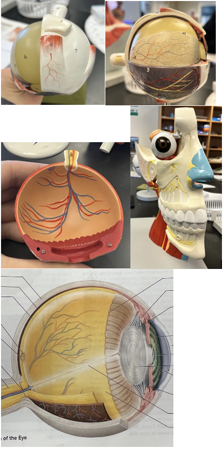 Structures of the Eye Diagram | Quizlet