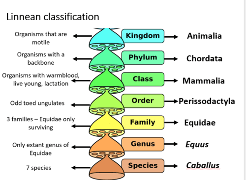 Evolution of the horse Flashcards | Quizlet