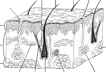 Integumentary System to practice Diagram | Quizlet