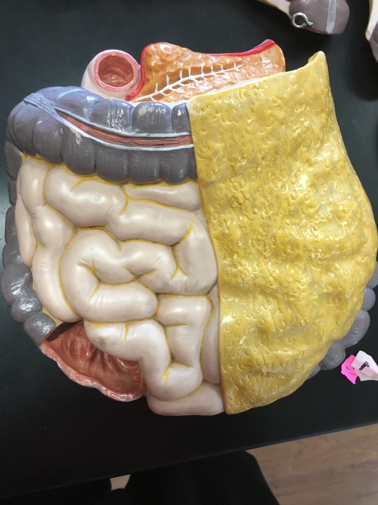 Digetive System abdomen model Diagram | Quizlet