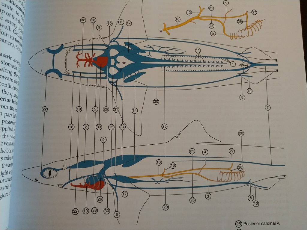 BIOO 310: Shark (Schematic venous system) Diagram | Quizlet