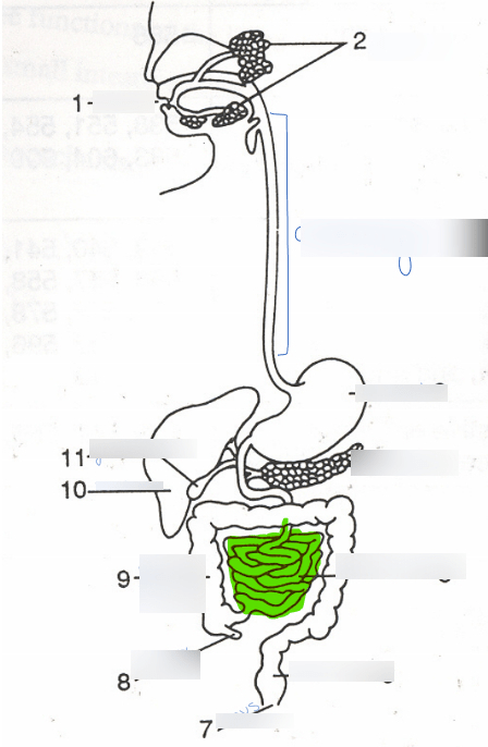 digestive system 2 Diagram | Quizlet