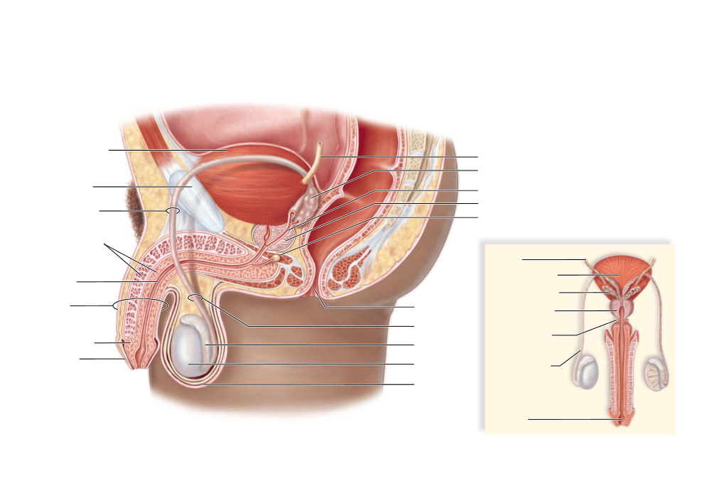 Diagram of Sexual Reproduction | Quizlet