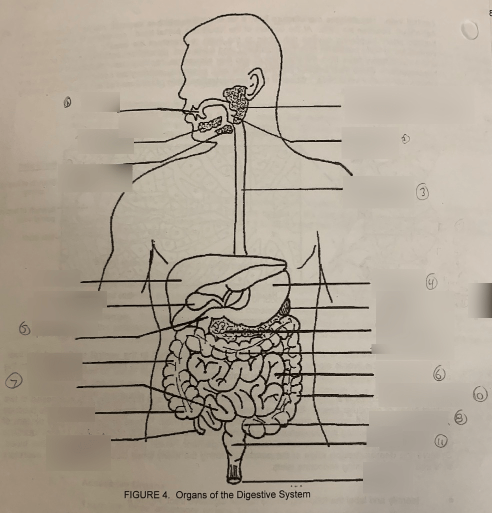 Organs of the Digestive System Diagram | Quizlet