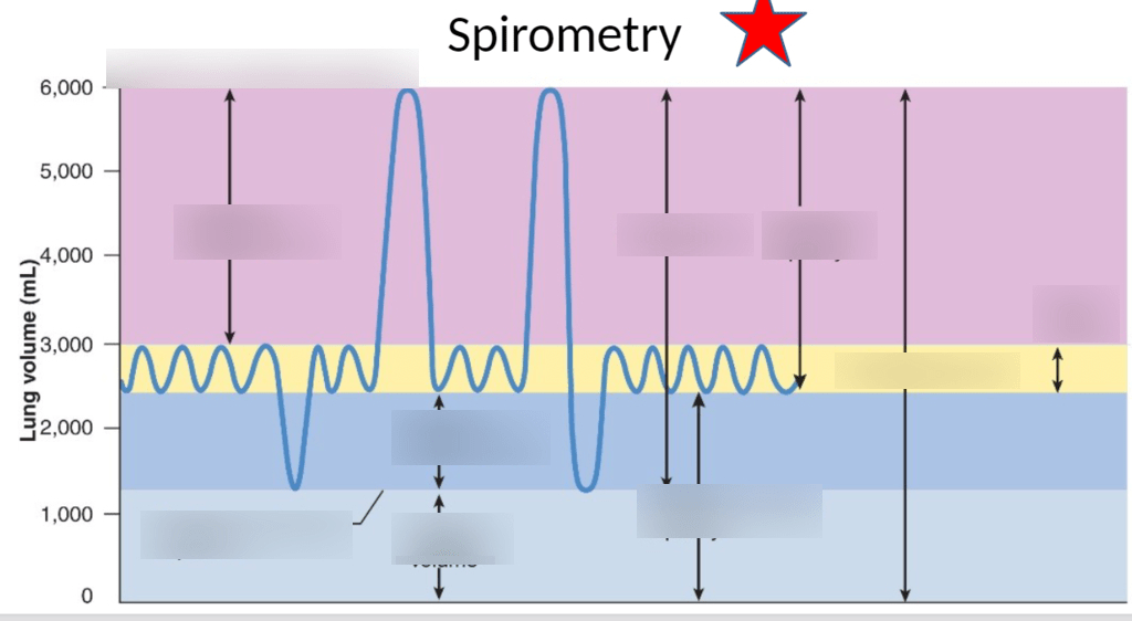 spirometer lab quiz 7 Diagram Quizlet