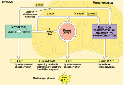 Oxidative Phosphorylation Krebs Cycle And Glycolysis flow chart
