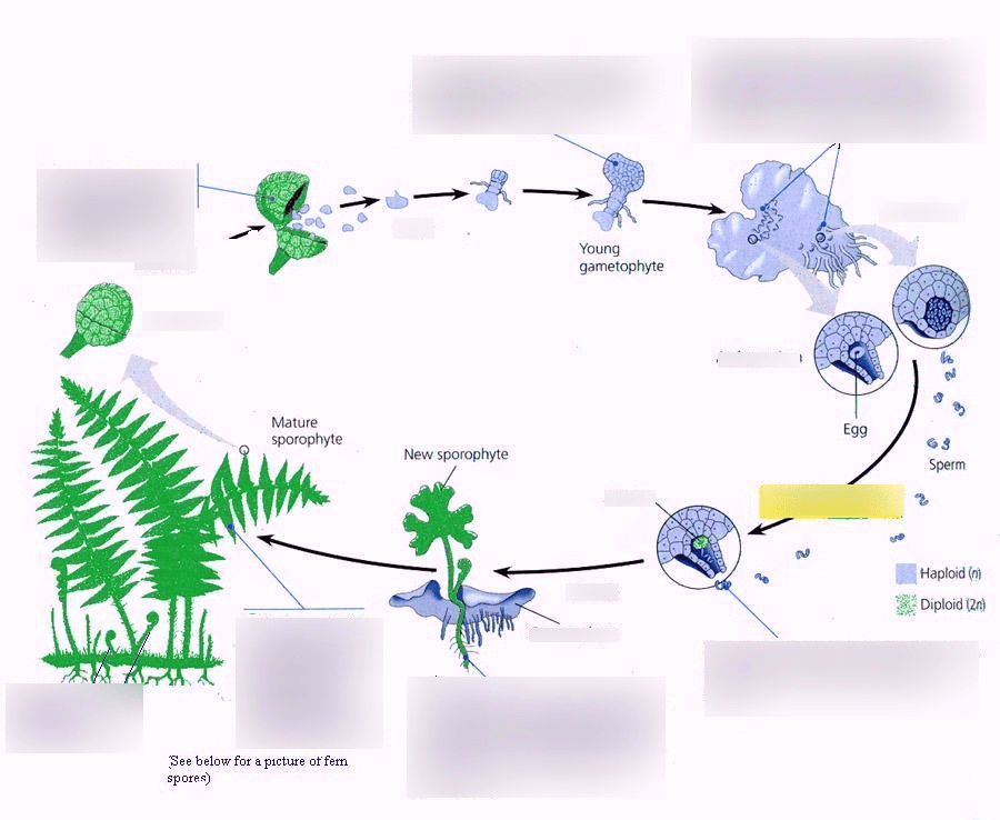 Fern Life Cycle Diagram Quizlet