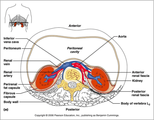 Anatomy Of The Urinary System Exercise 40 Anatomy Drawing Diagram