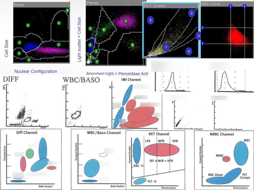 Hematology Lab Quiz 2 Diagram Quizlet