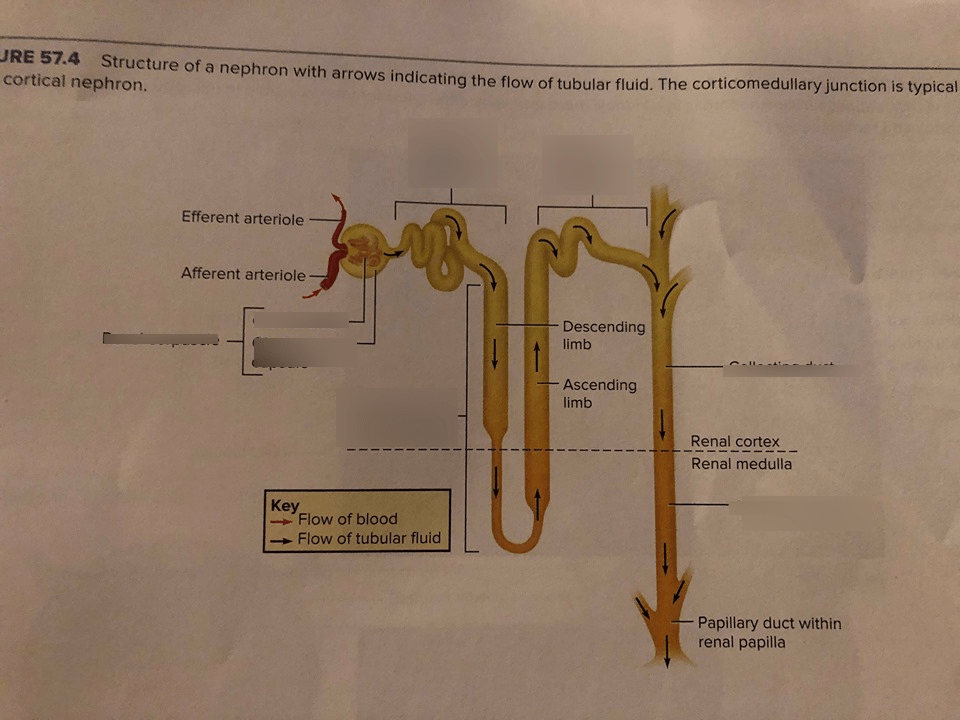 Urinary system (structure of a nephron) Diagram | Quizlet