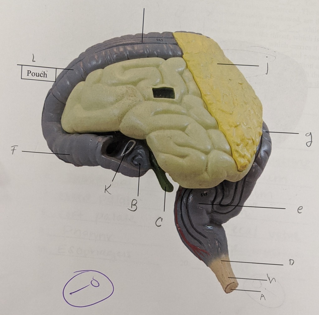Digestive system model Diagram | Quizlet