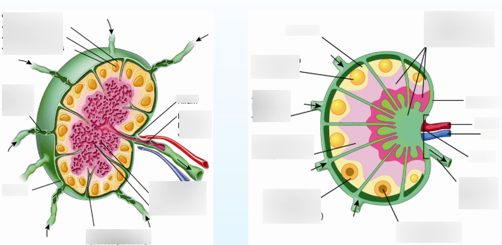 Anatomy Chapter 12 Labeling 12.4 Diagram | Quizlet
