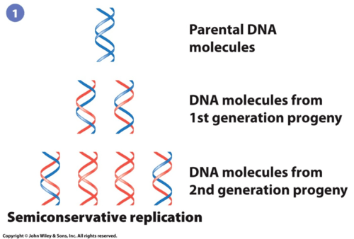 Ch 13 Dna Replication And Repair Flashcards | Quizlet