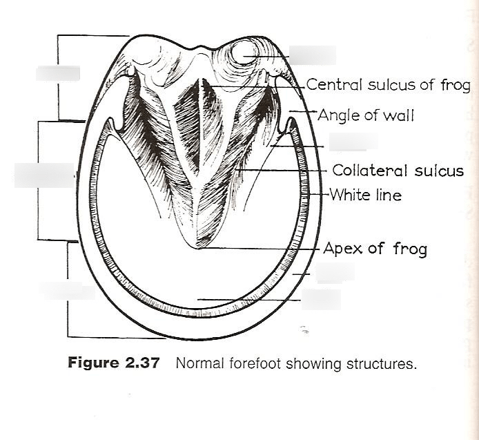 Integument part 3 (hooves, claws, horns and more) Diagram Quizlet