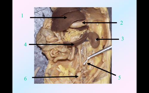 Rat Dissection Flashcards | Quizlet