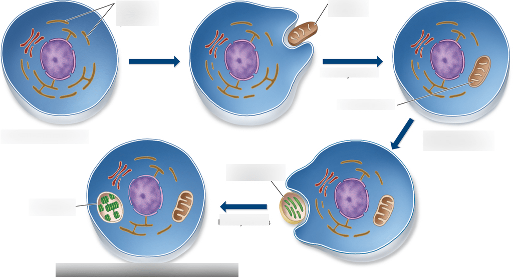 Biology Chapter 17 Protists Advent of the Eukaryotes Diagram Quizlet