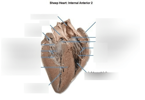 Sheep heart: labeled Diagram | Quizlet