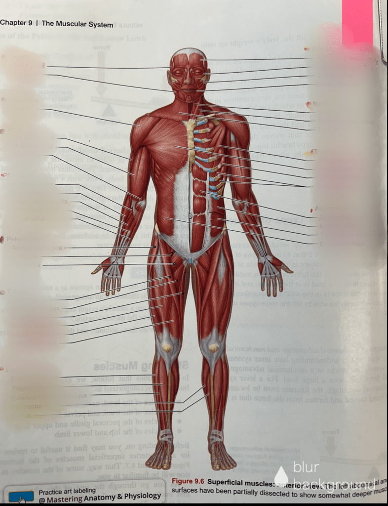 Muscular System Anterior View Diagram | Quizlet