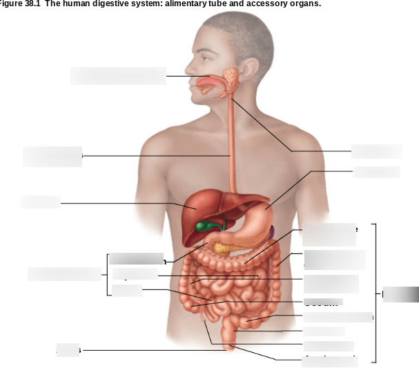 AP 2 Lab PPT Chp 38 Digestive System Diagram 1 Diagram | Quizlet