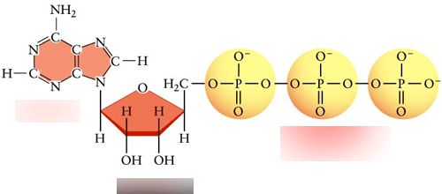 ATP Molecule Diagram | Quizlet