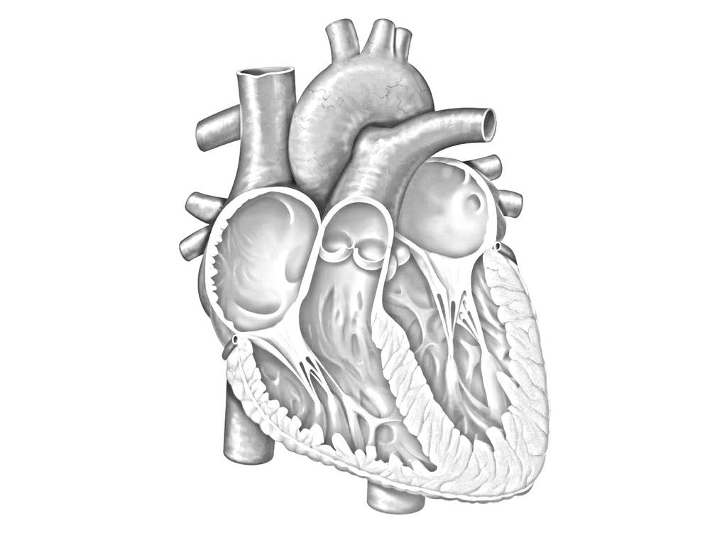 Diagram of Structure and function of the heart | Quizlet