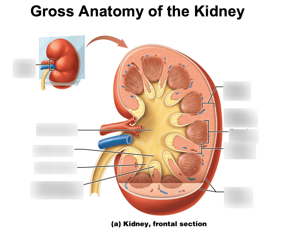 Gross Anatomy of the Kidney Diagram Quizlet