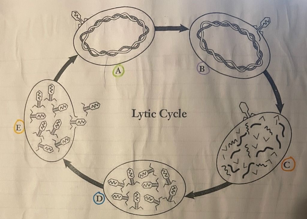 Lable Lytic Cycle Diagram | Quizlet