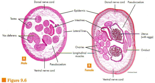 Nematodes, Mollusks, And A Flashcards | Quizlet