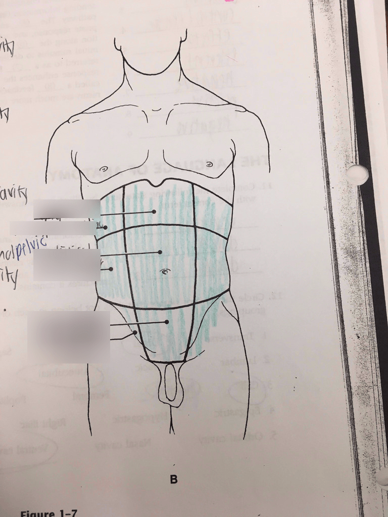 ventral body cavity diagram Diagram | Quizlet