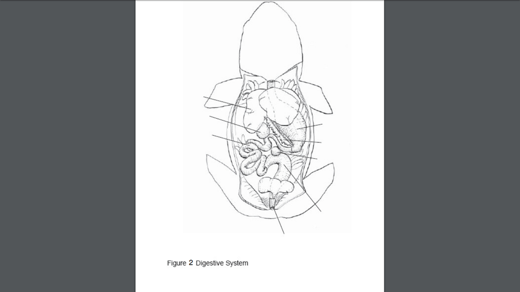 Frog Anatomy -- Digestive System Diagram | Quizlet