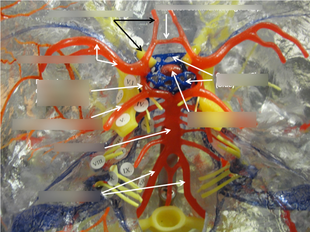 a lot Diagram Quizlet
