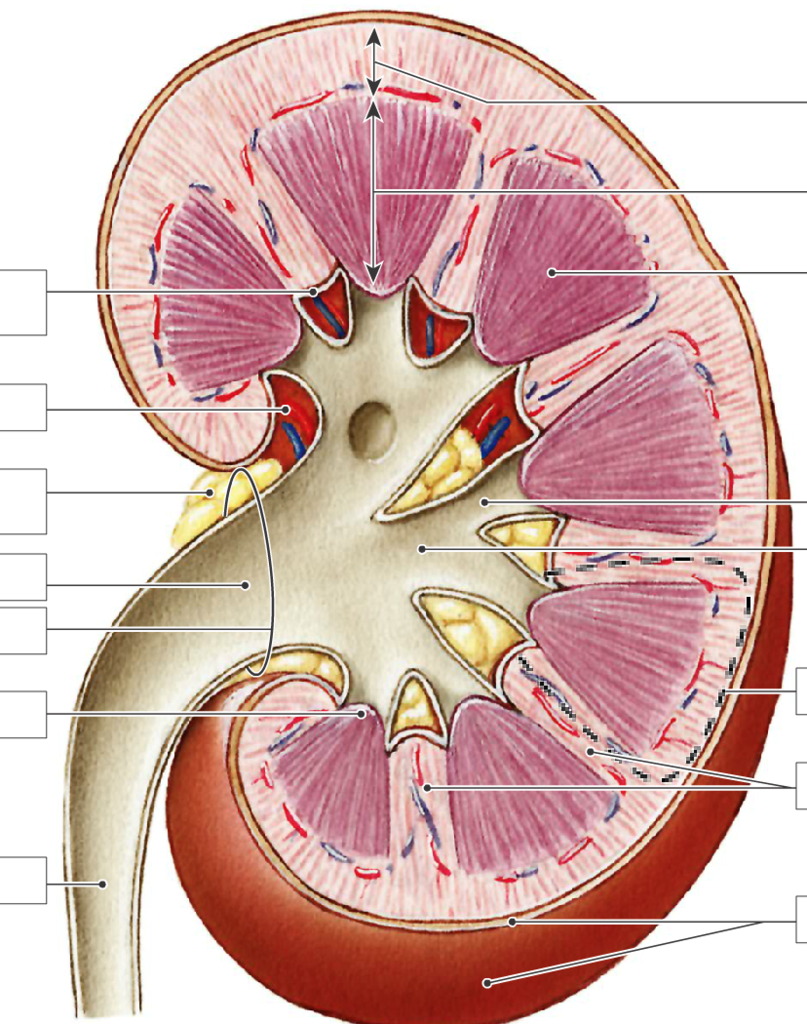 Exam 4 Anatomy of the Kidney Diagram Quizlet