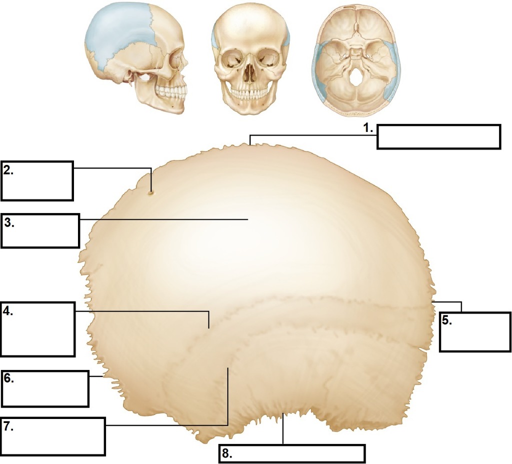 Parietal Bone Diagram | Quizlet