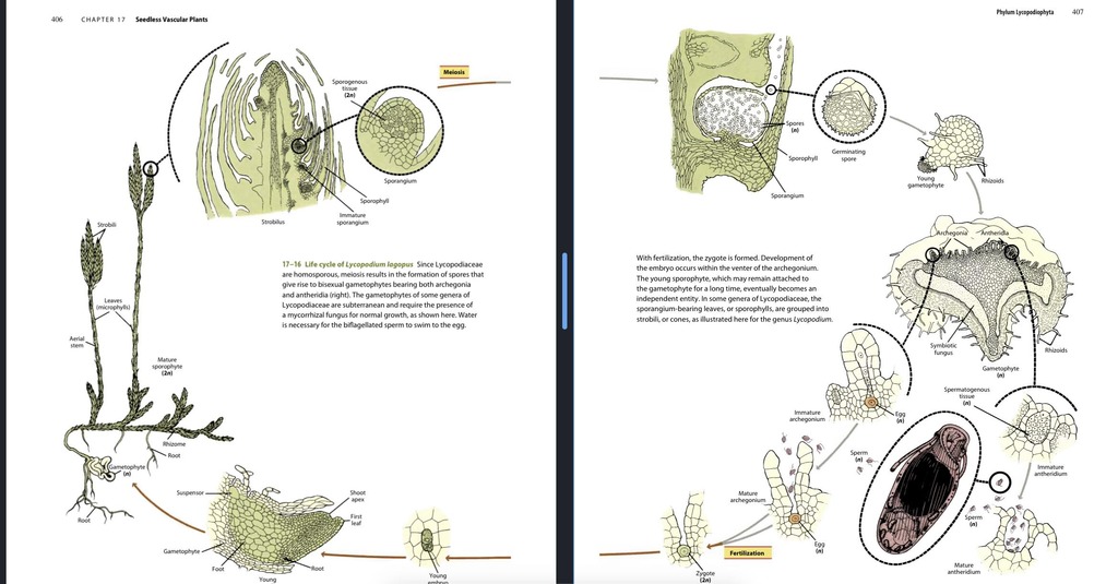 life cycle of Lycopodium Diagram Quizlet
