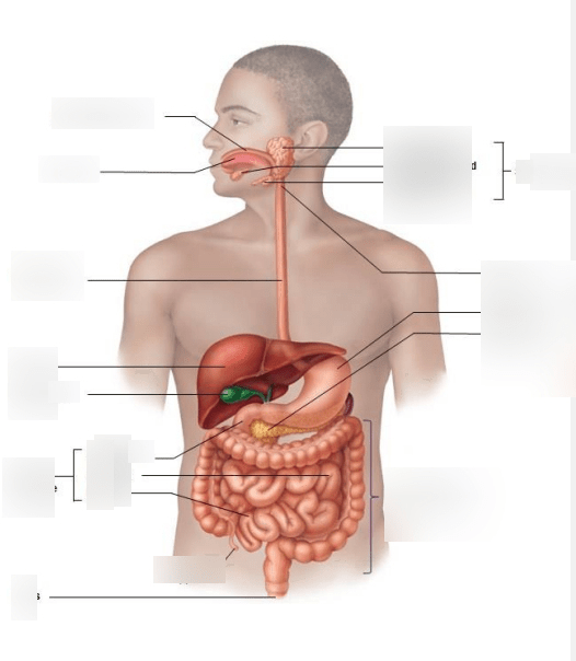 Digestive system human Diagram | Quizlet