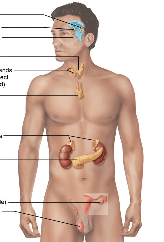 Major endocrine glands Diagram | Quizlet