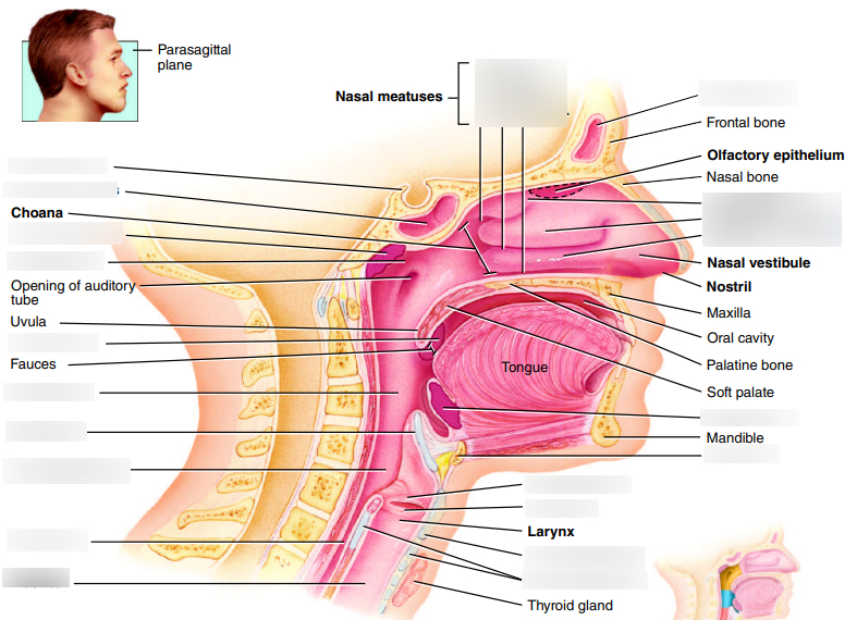 Upper Respiratory Diagram Diagram | Quizlet