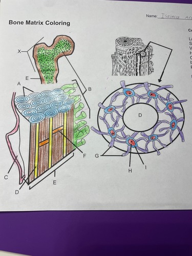 Bone matrix coloring Flashcards | Quizlet