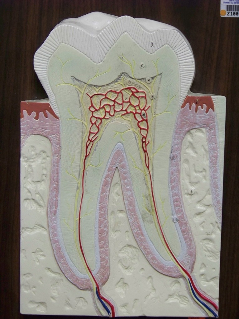 Digestive System Teeth Diagram | Quizlet