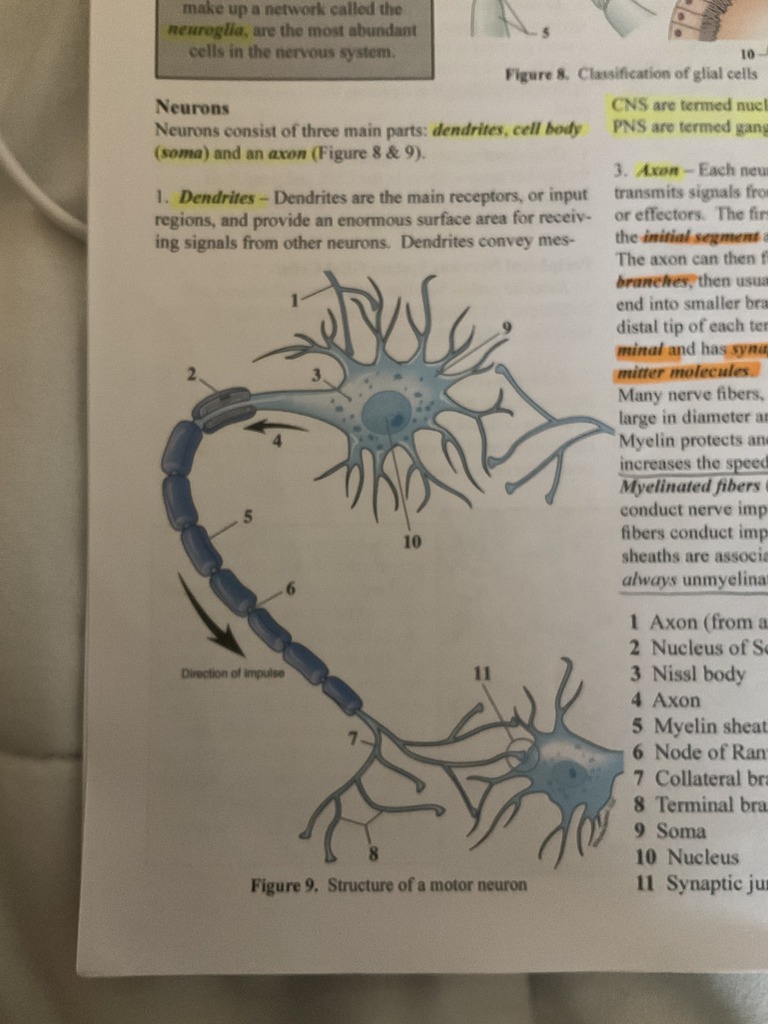 structure of a motor neuron Diagram | Quizlet