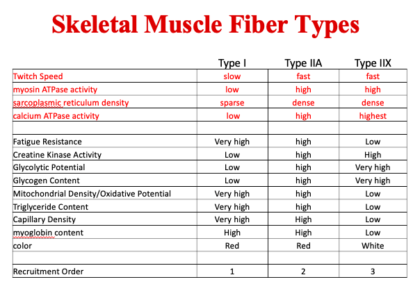 Skeletal Muscle Fiber Types – eroppa