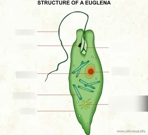 Euglena Diagram | Quizlet