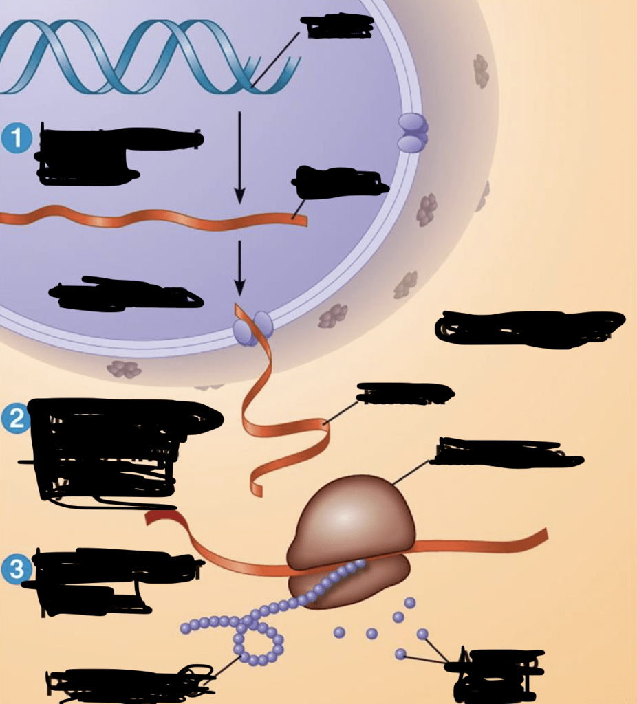 Gene Expression Diagram Diagram | Quizlet