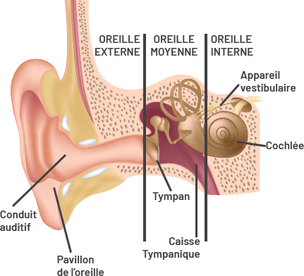 Anatomie du système auditif Cartes Quizlet
