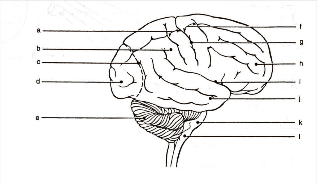 Human Brain (right lateral view) Diagram | Quizlet