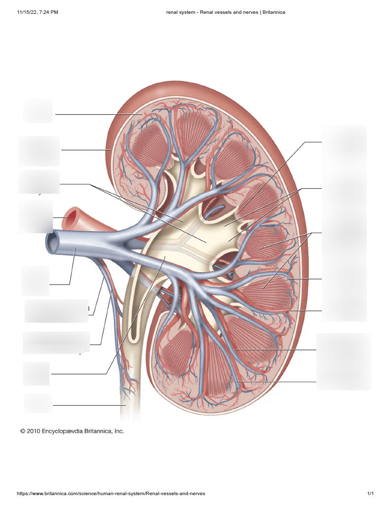Kidney Diagram | Quizlet