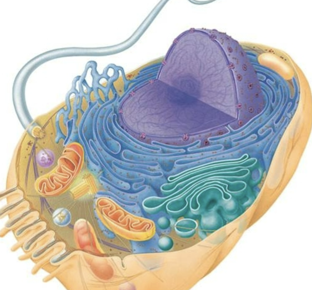 animal cell structure Diagram | Quizlet