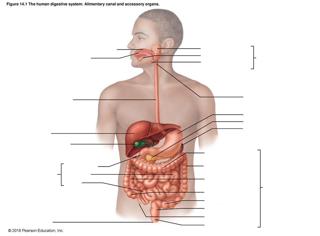 Digestive System - With label lines Diagram | Quizlet