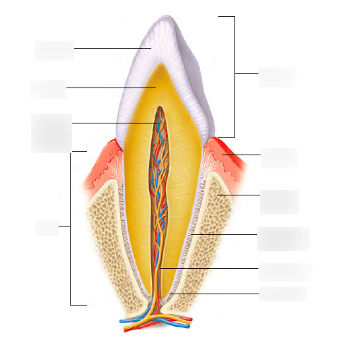 Tooth Diagram | Quizlet