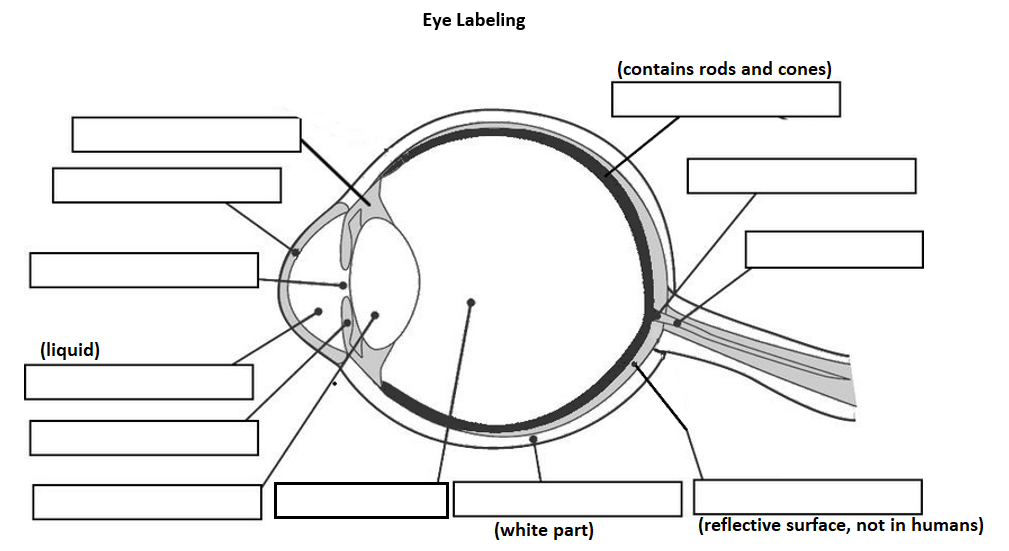 Week 3 Eye Labeling Diagram Quizlet
